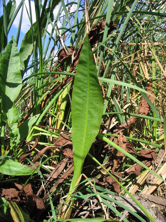 Rumex hydrolapathum